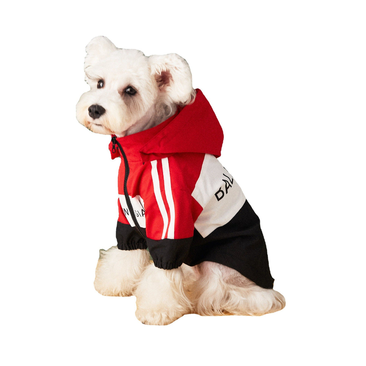 Dog wearing waterproof raincoat jacket outdoors in rain