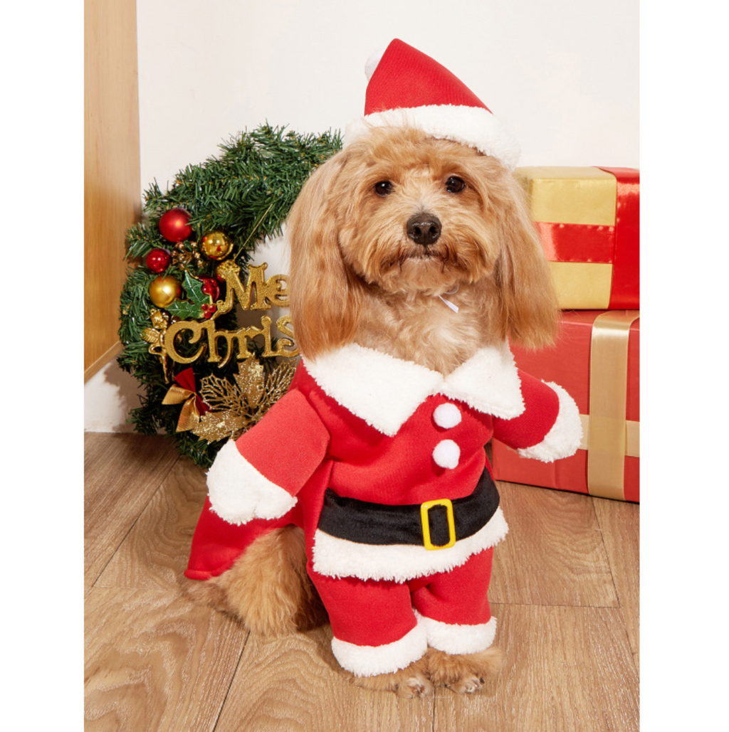Cavapoo dog wearing a red Santa Claus Christmas costume with white fur trim, black belt and Santa hat by a Christmas wreath