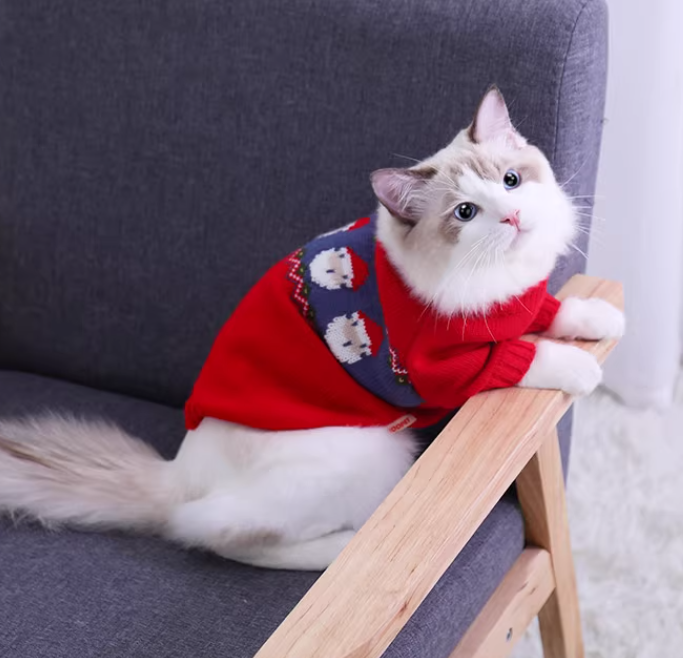 Ragdoll cat wearing a red Christmas jacquard sweater with Santa pattern, sitting on a grey chair