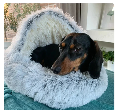 2-in-1 Convertible Pet Bed