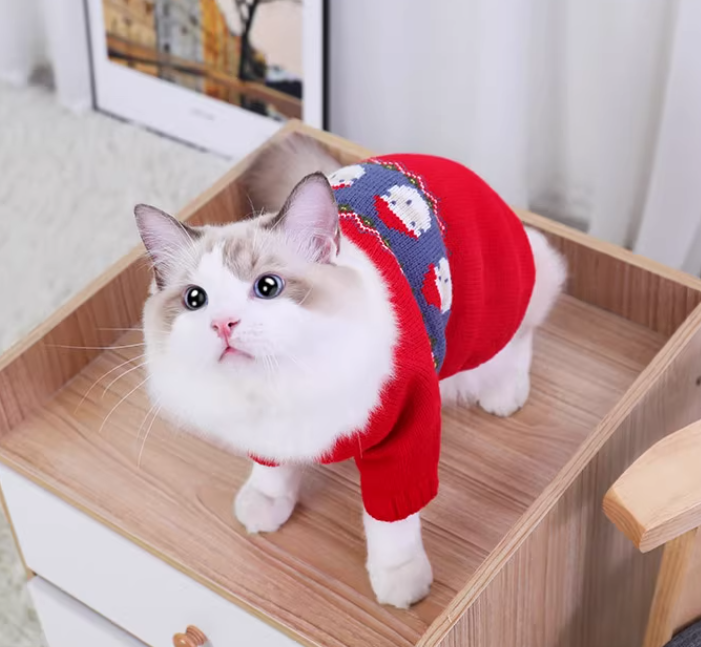 Cat wearing a red Christmas jacquard sweater with blue Santa pattern standing in a wooden box