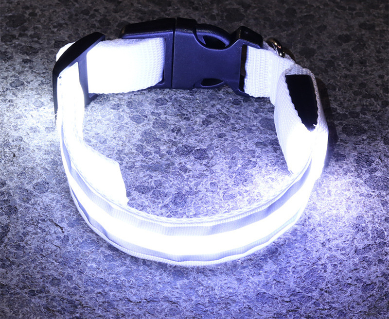 Dog wearing glowing LED safety collar at night