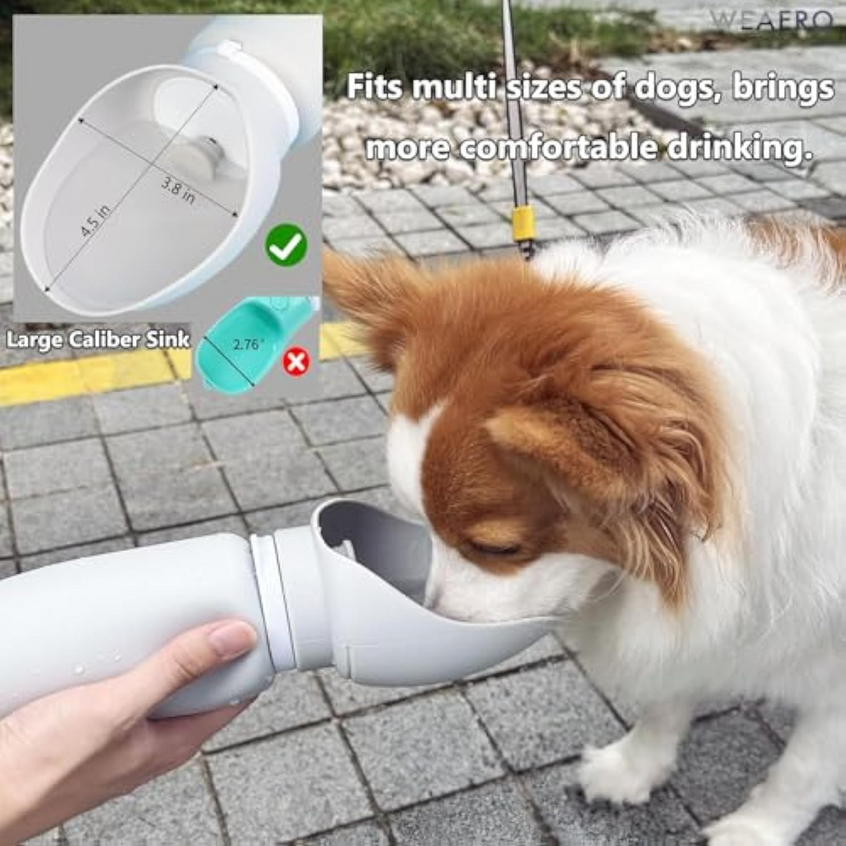 Papillon dog drinking from a portable fold-out bowl water bottle on a paved path – TailoraStyle