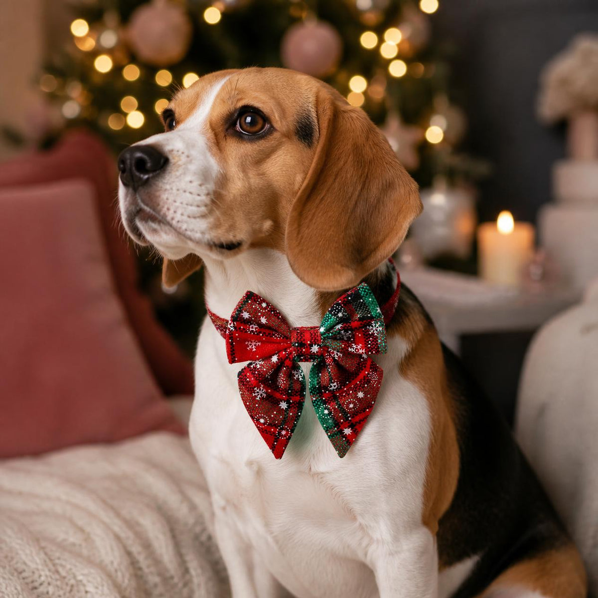 Beagle wearing a red and green plaid snowflake Christmas bow tie dog collar