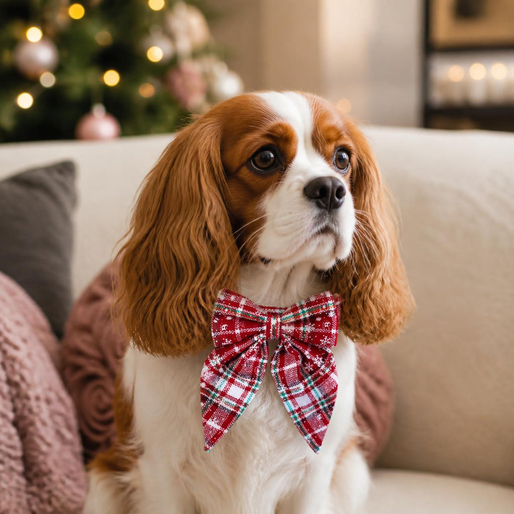 Cavalier King Charles spaniel wearing a red and white plaid snowflake Christmas bow tie dog collar