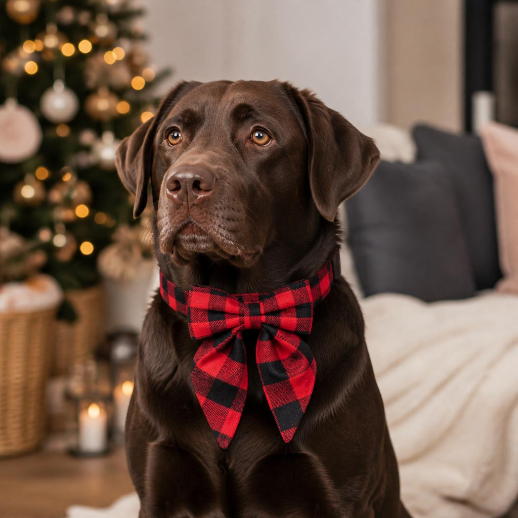 Chocolate Labrador wearing a red and black buffalo check Christmas bow tie dog collar by the Christmas tree