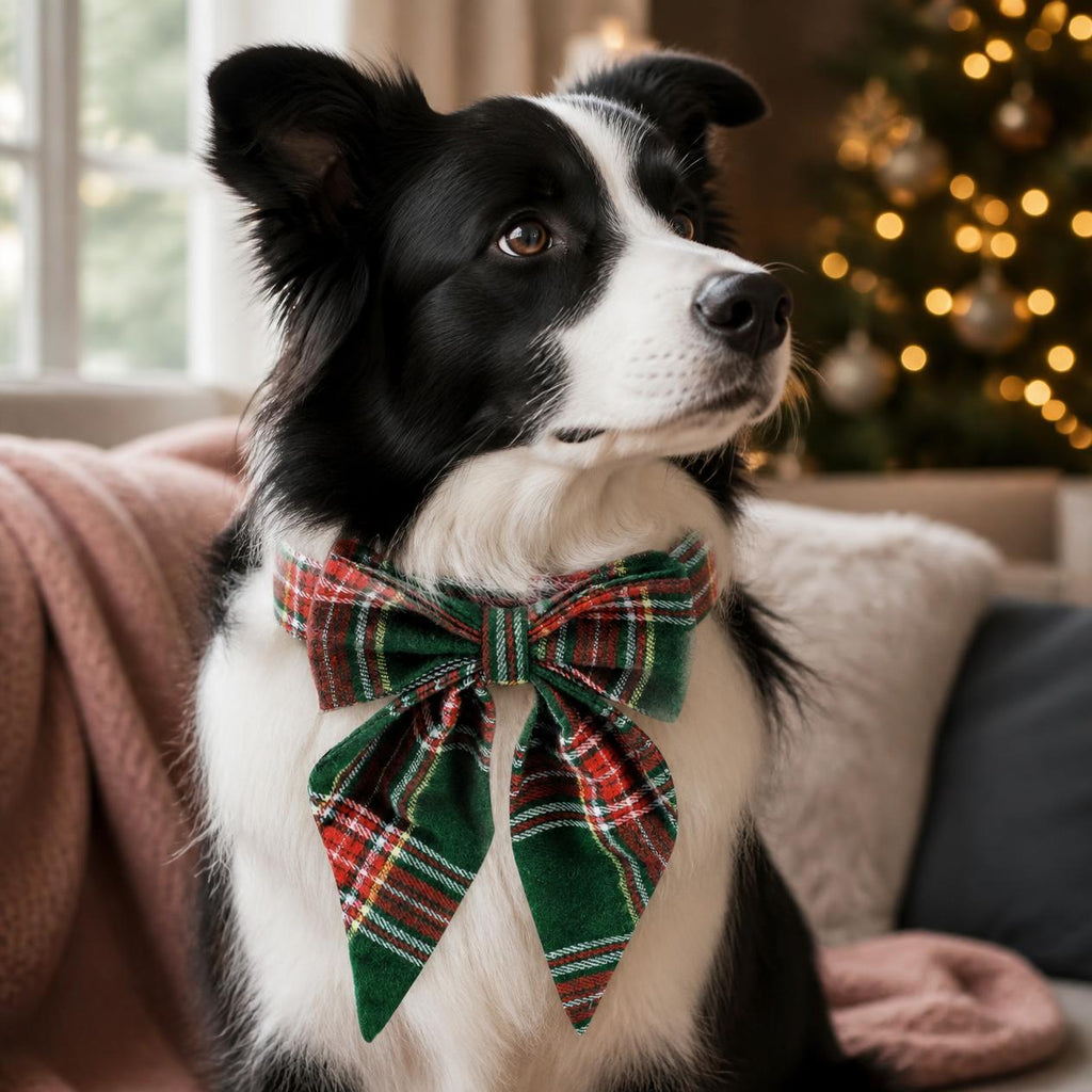 Border Collie wearing a dark green and red tartan Christmas bow tie dog collar by the Christmas tree