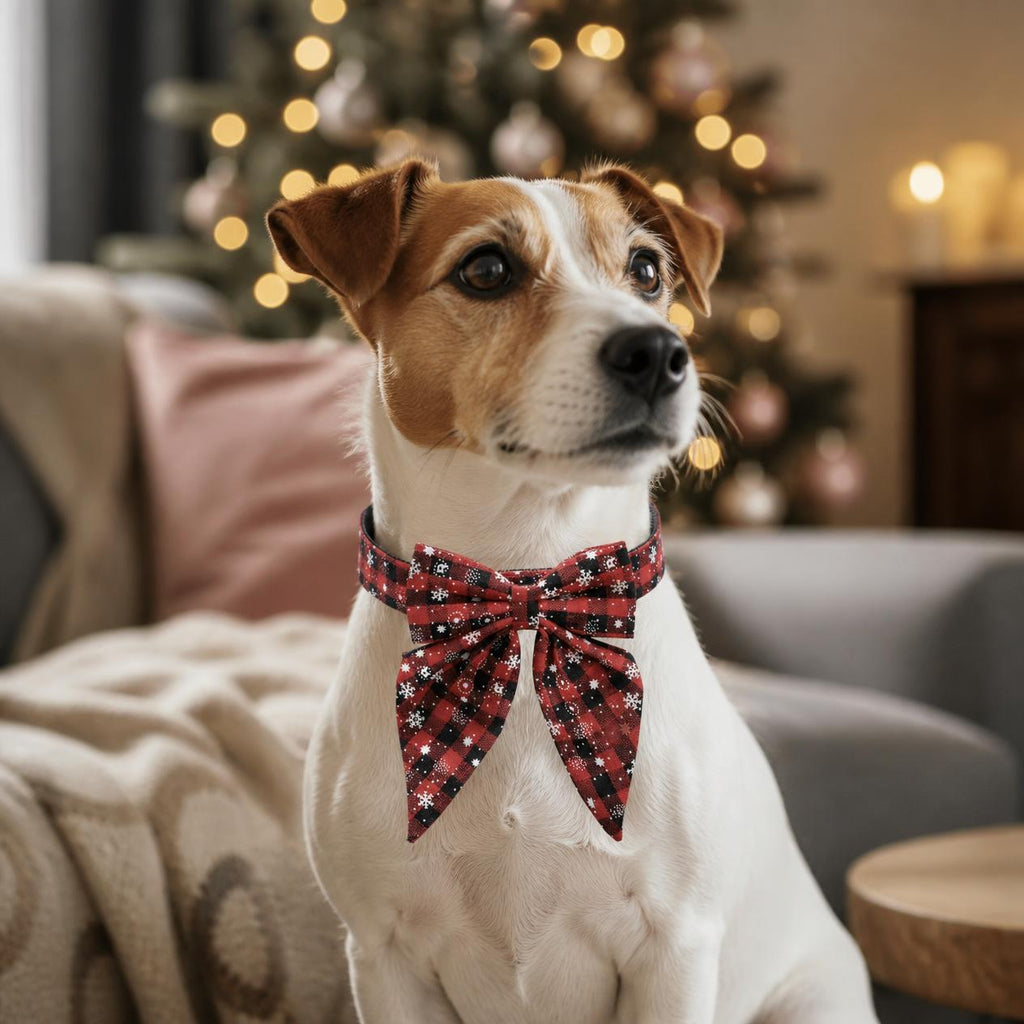 Jack Russell terrier wearing a red and black buffalo check snowflake Christmas bow tie dog collar