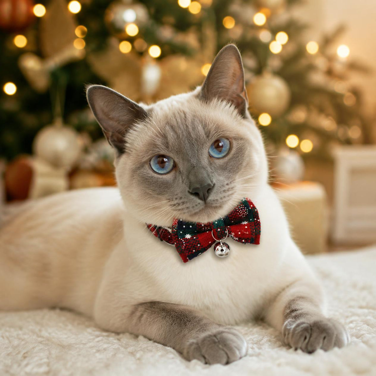 Cream Siamese cat wearing a black and red sparkly Christmas cat collar with bow tie and bell by a Christmas tree